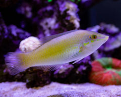 Green Coris Wrasse - Small