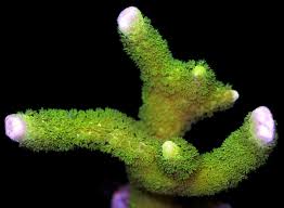 Green Digi Montipora Coral - Frag