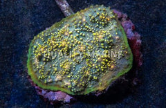 Green Eye Chalice Coral - Medium