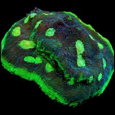Green Eye Chalice Coral - Medium