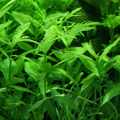 Green Hedge Plant Bunched