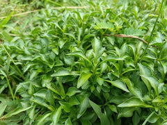 Green Hedge Plant Bunched