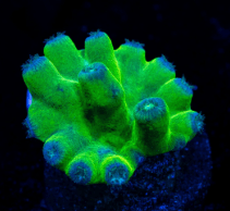 Green Heron Turbinaria Coral - Frag