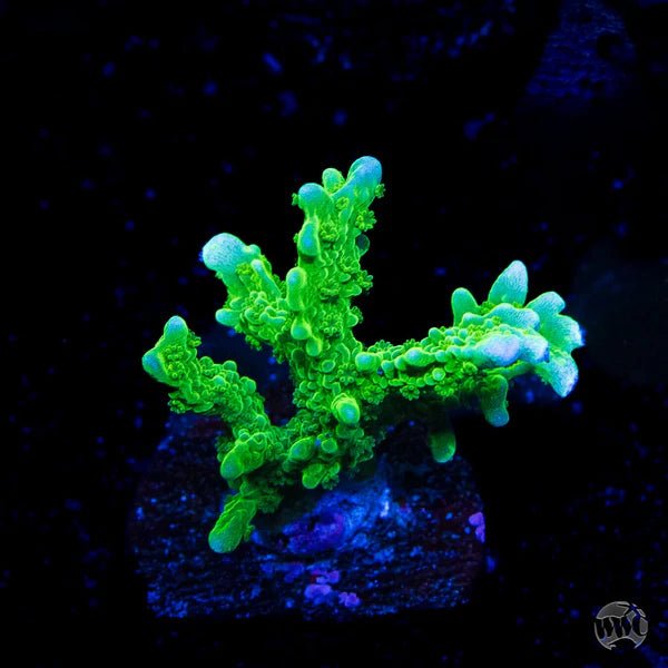 Green Hirsuta Montipora Coral - Frag