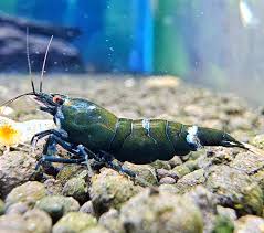 Green Hulk Shrimp