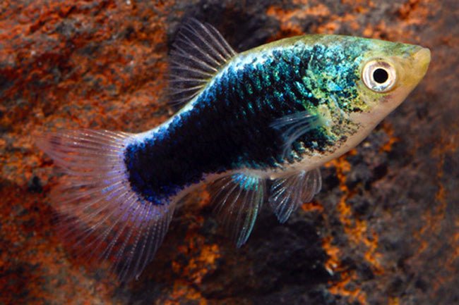 Green Lantern Platy