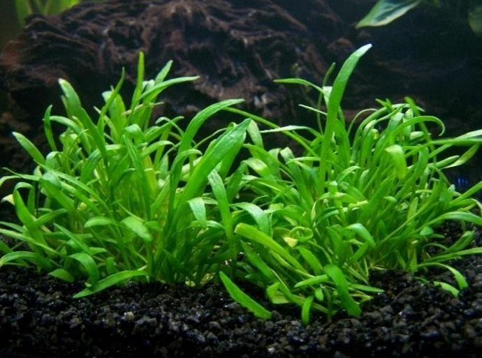 Green Lloydiella Plant Bunched