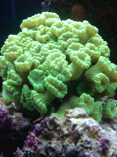 Green Lobophyllia Coral - Medium