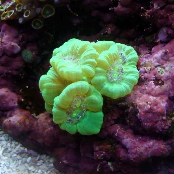 Green Lobophyllia Coral - Medium