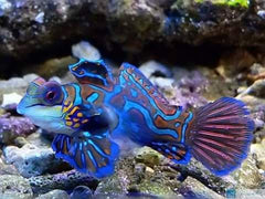 Green Mandarinfish - Large