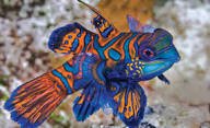 Green Mandarinfish - Medium