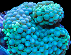 Green Ricordia Mushroom Polyp - Small