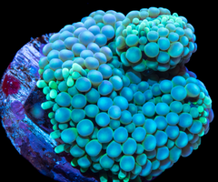 Green Ricordia Mushroom Polyp - Small