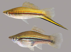 Green Swordtail