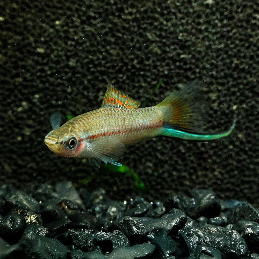 Green Swordtail