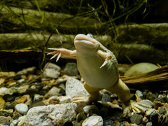 Grey African Clawed Frog