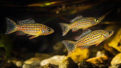 Guppy - Haritha Silver Door Golden - Dwarf