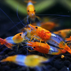 Orange Rili Shrimp