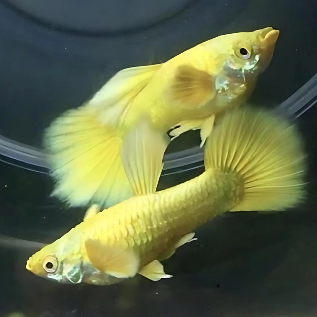 Guppy - 22K