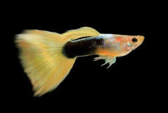 Guppy - 24K Tuxedo