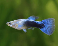 Platinum Guppy Male