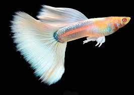 Guppy - Albino Beauty Queen