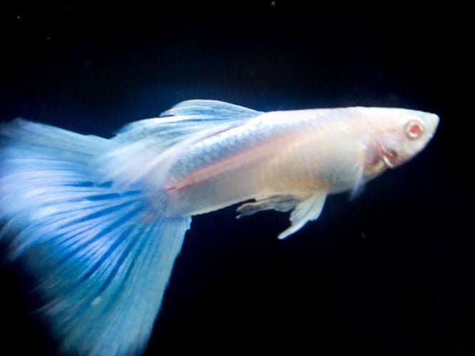 Guppy - Albino Sky Blue