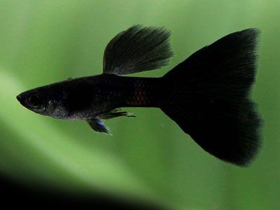 Guppy Black