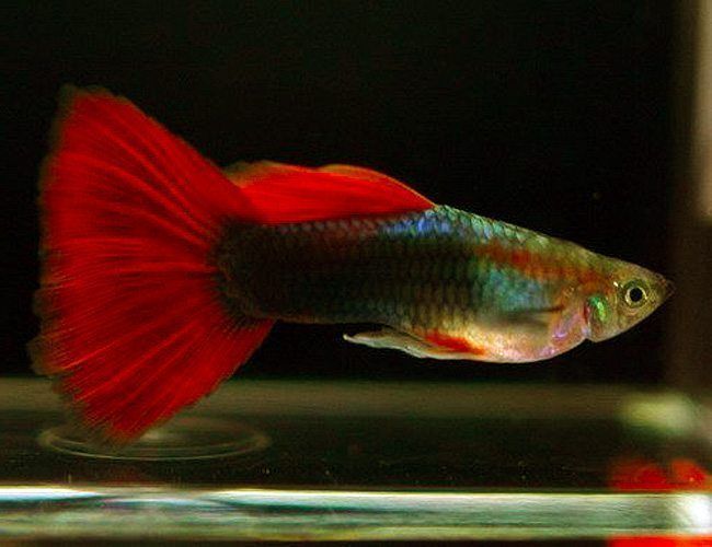 Guppy - Black Body Red Tail