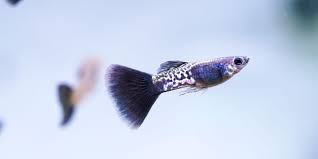 Guppy - Black Cheek Cobra