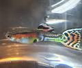 Guppy Black Cobra Endler