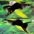Guppy - Black Lyre Tail