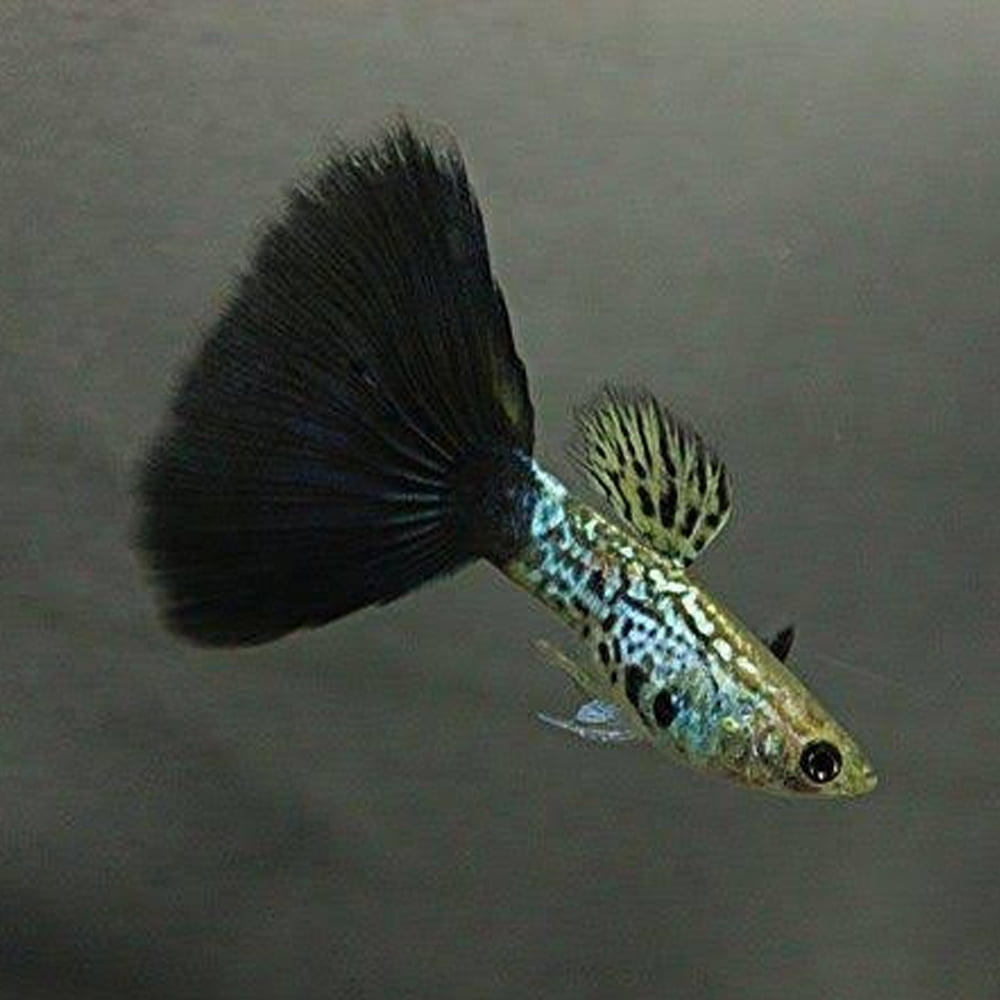 Guppy -  Black Rimmed Damsel