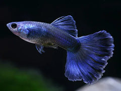 Guppy - Moscow Blue