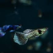 Guppy - Blue Berry