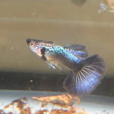 Guppy -Blue Dragon