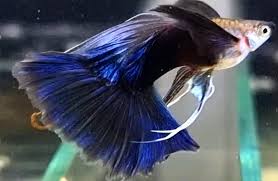 Guppy - Blue Elephant Half Moon