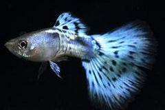 Guppy Blue Mosaic Tail