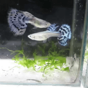 Guppy Blue Mosaic Tail