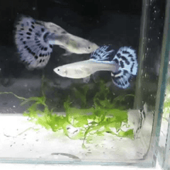 Guppy Blue Mosaic Tail