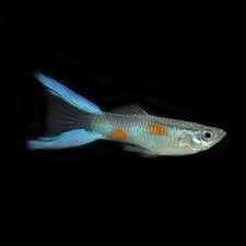 Guppy Blue Scissor Tail