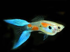 Guppy Blue Scissor Tail