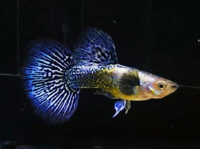 Guppy -  Blue Tiger Dragon