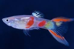 Guppy Calico Double Sword