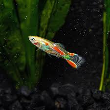 Guppy Calico Endler