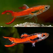 Guppy - Chillie Red