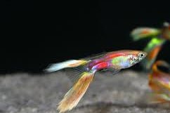 Guppy - Citrus Scissor Tail