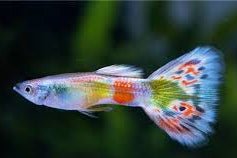 Guppy - Citrus Yellow