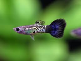 Guppy Cobra Blue