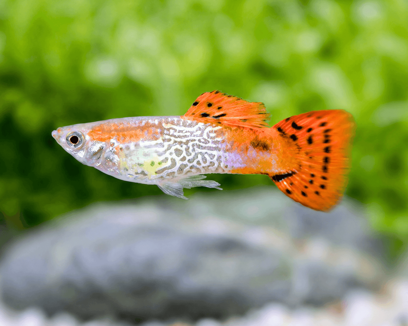 Red Grass Guppy Male
